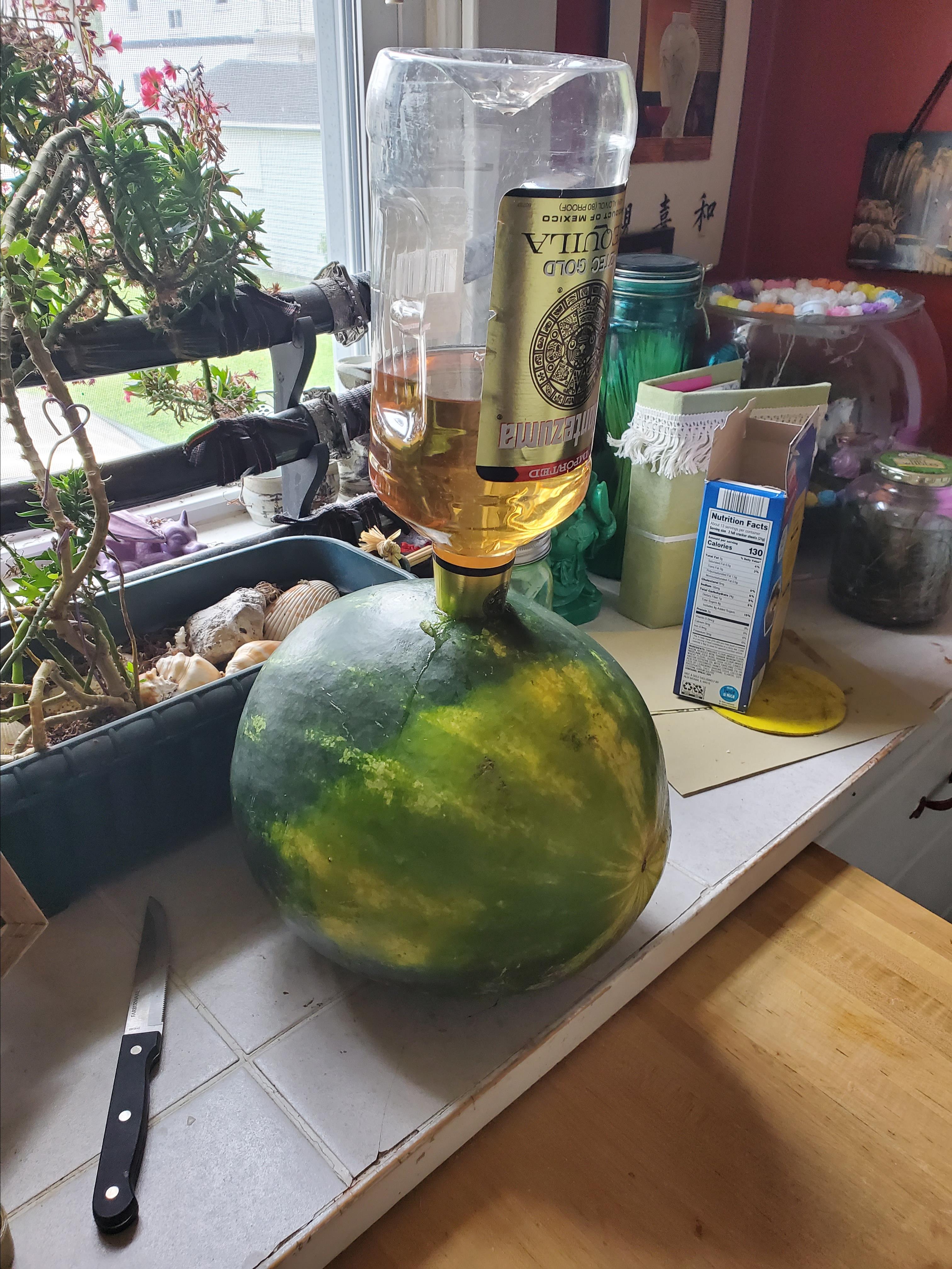 Adult Watermelon for BBQ